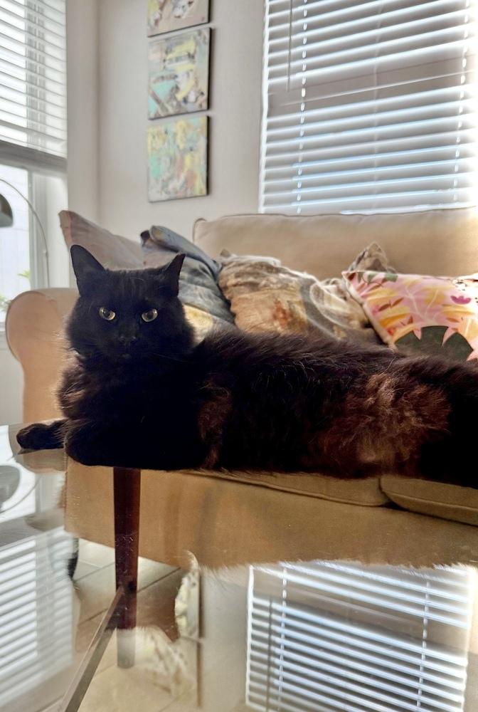 Smalls, Adoptable, Adult Male Domestic Long Hair.