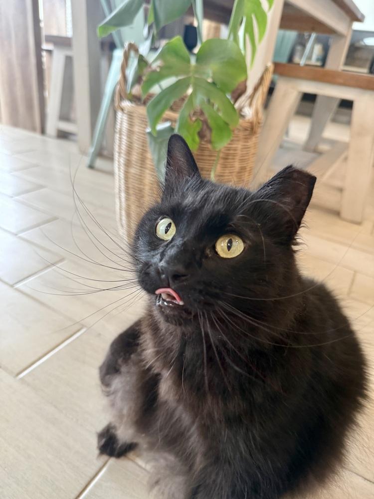 Enlarge Smalls, a Adoptable Domestic Long Hair in Saint Augustine, FL image 2/2