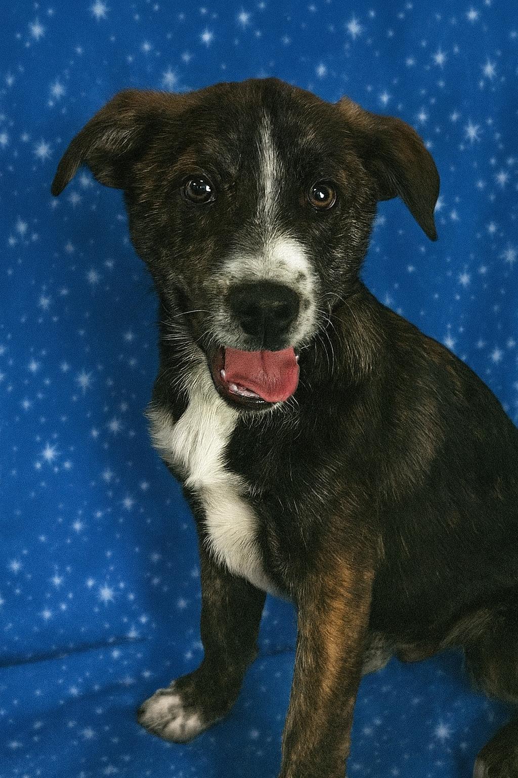 Herbie, Adoptable, Puppy Male Boxer & Australian Shepherd.