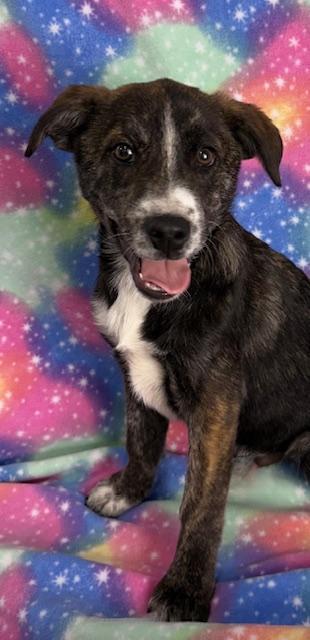 Herbie, a Adoptable mixed breed in East Sparta, OH image 2/3