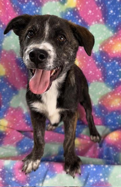 Herbie, a Adoptable mixed breed in East Sparta, OH image 3/3