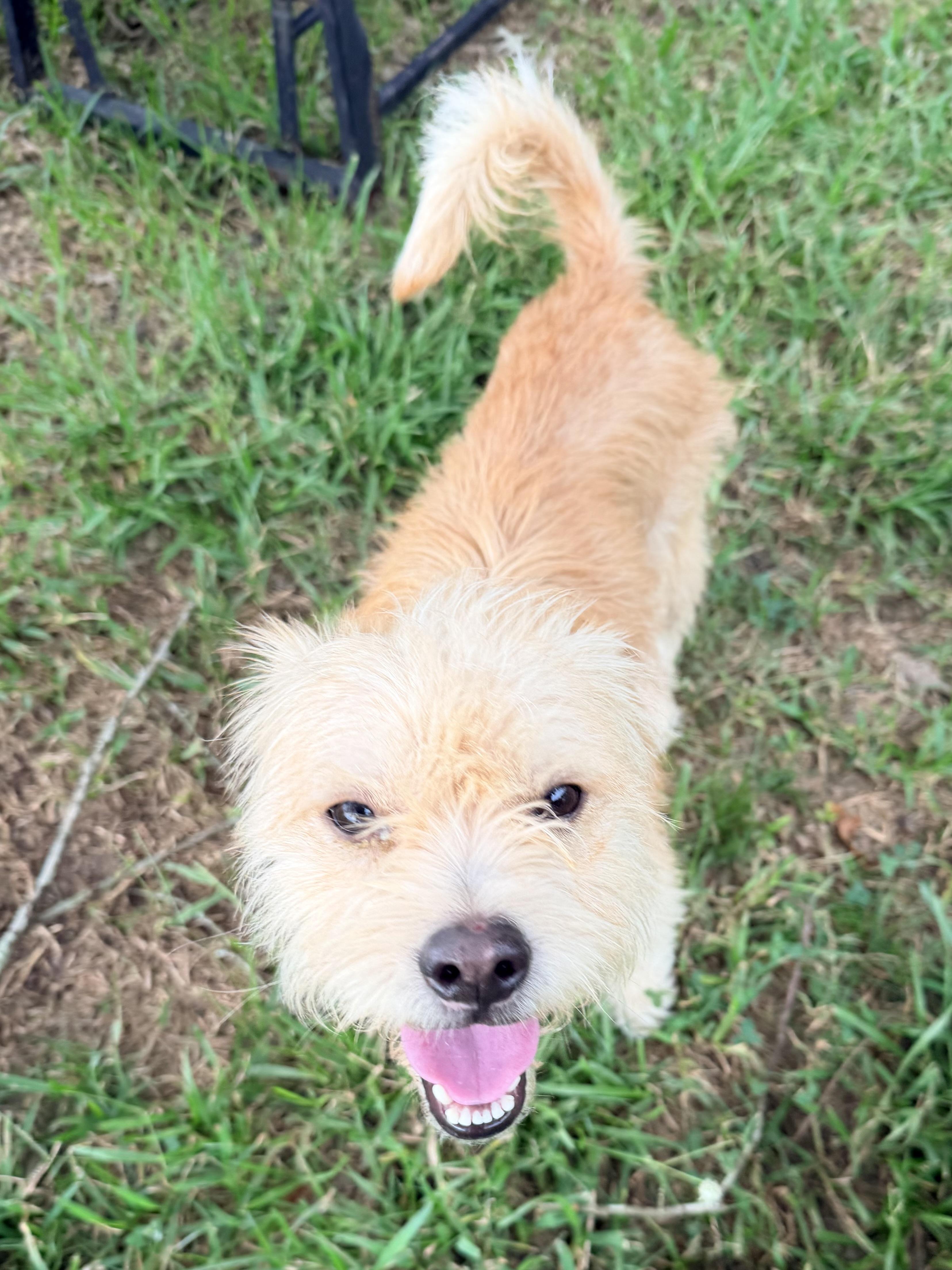 Enlarge Cal, a ADOPTABLE mixed breed in Baker, LA image 4/5