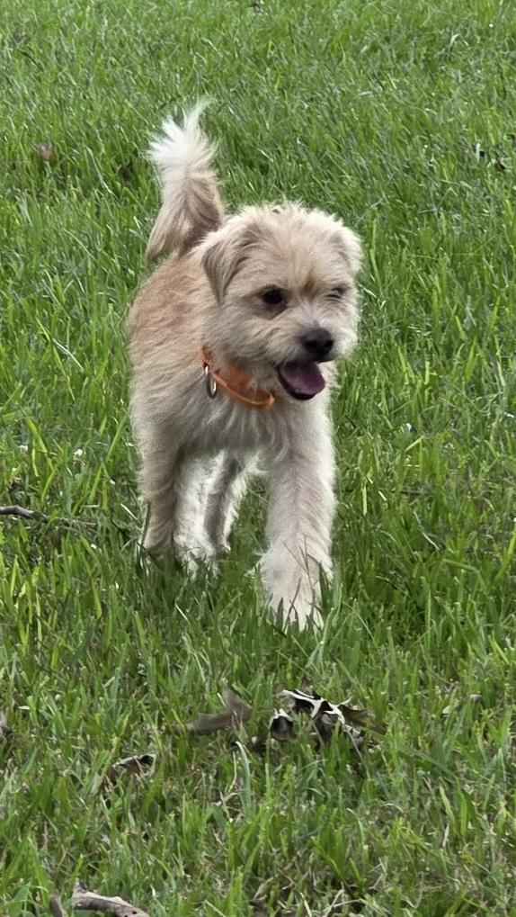 Enlarge Cal, a ADOPTABLE mixed breed in Baker, LA image 2/5
