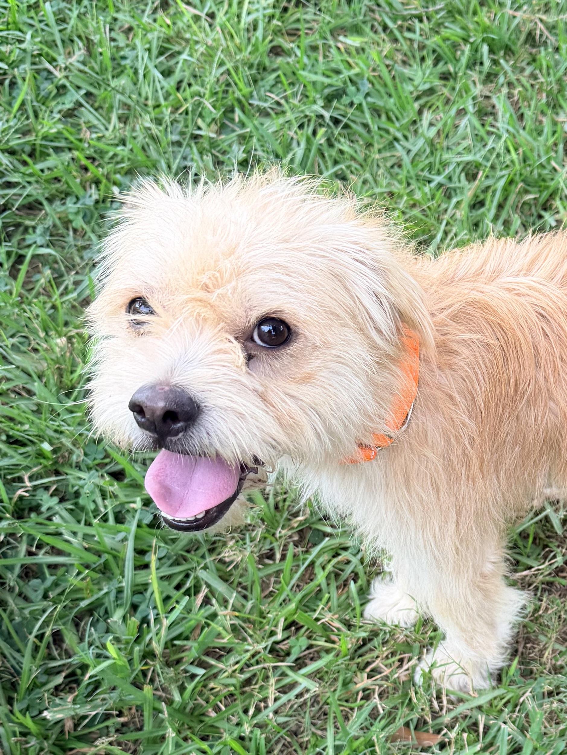 Enlarge Cal, a ADOPTABLE mixed breed in Baker, LA image 3/5