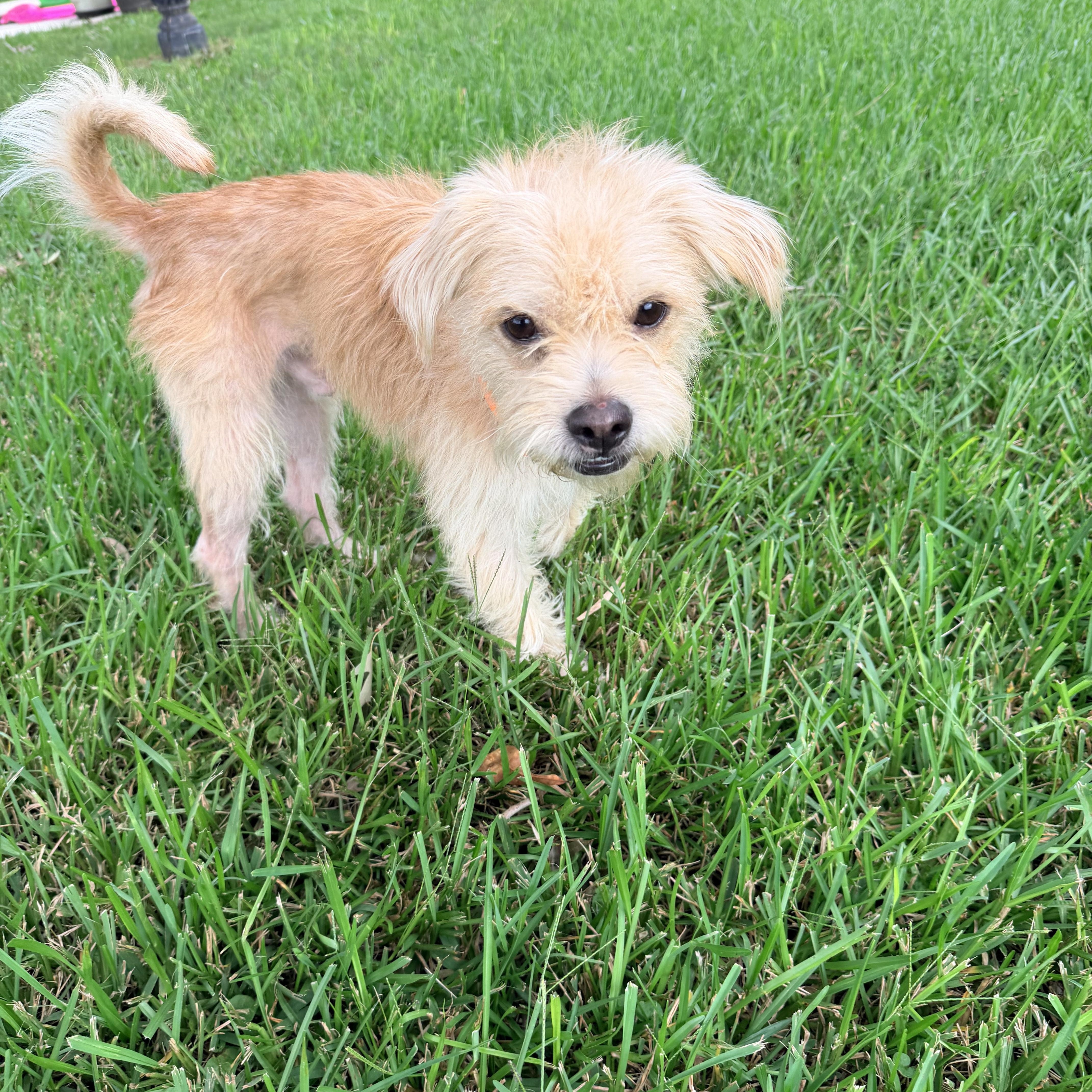 Enlarge Cal, a ADOPTABLE mixed breed in Baker, LA image 5/5