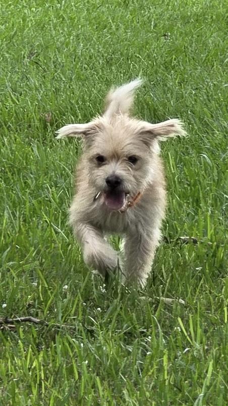 Cal, ADOPTABLE, Adult Male Poodle & Terrier.