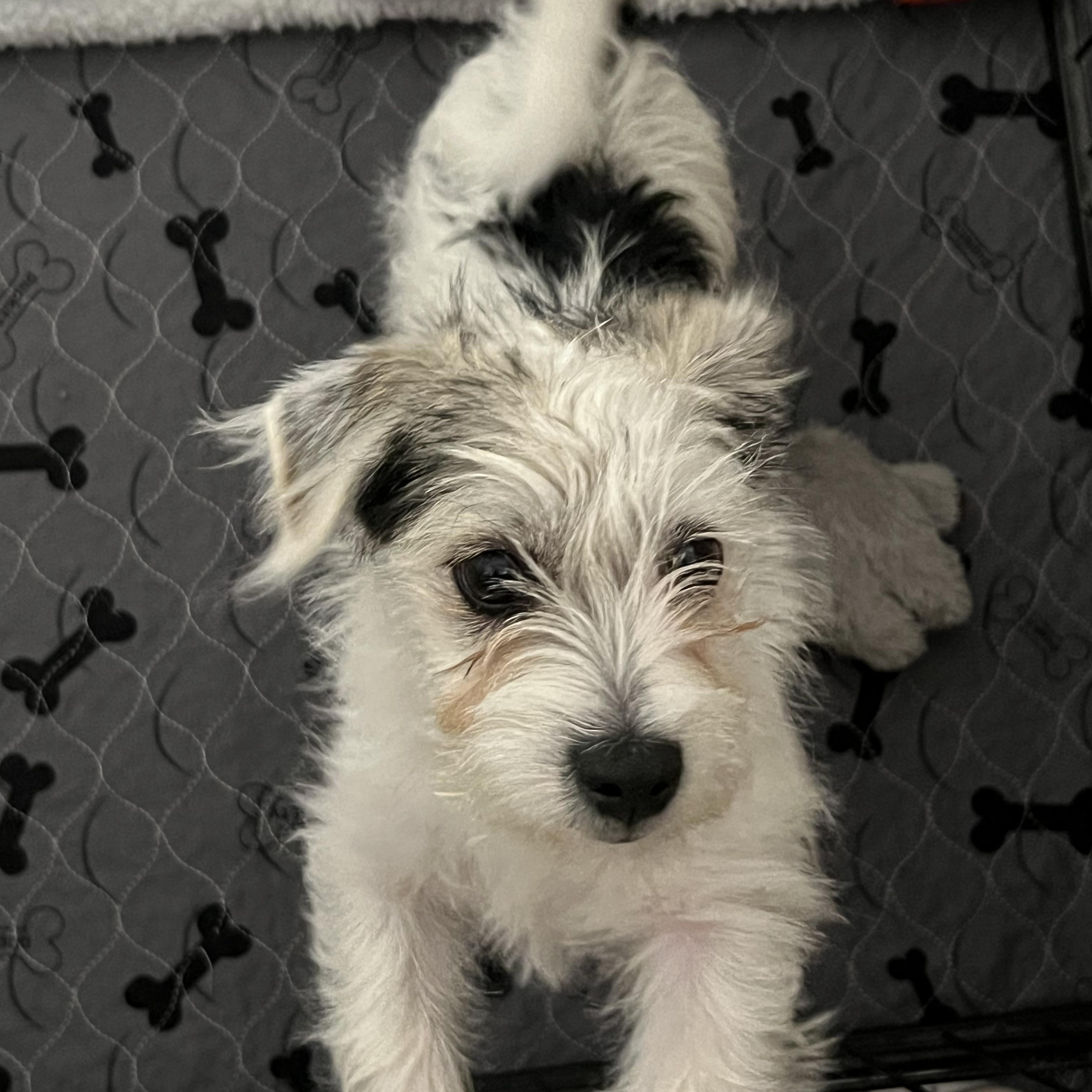 Enlarge Mario, an adopted mixed breed in Phoenix, AZ image 1/5