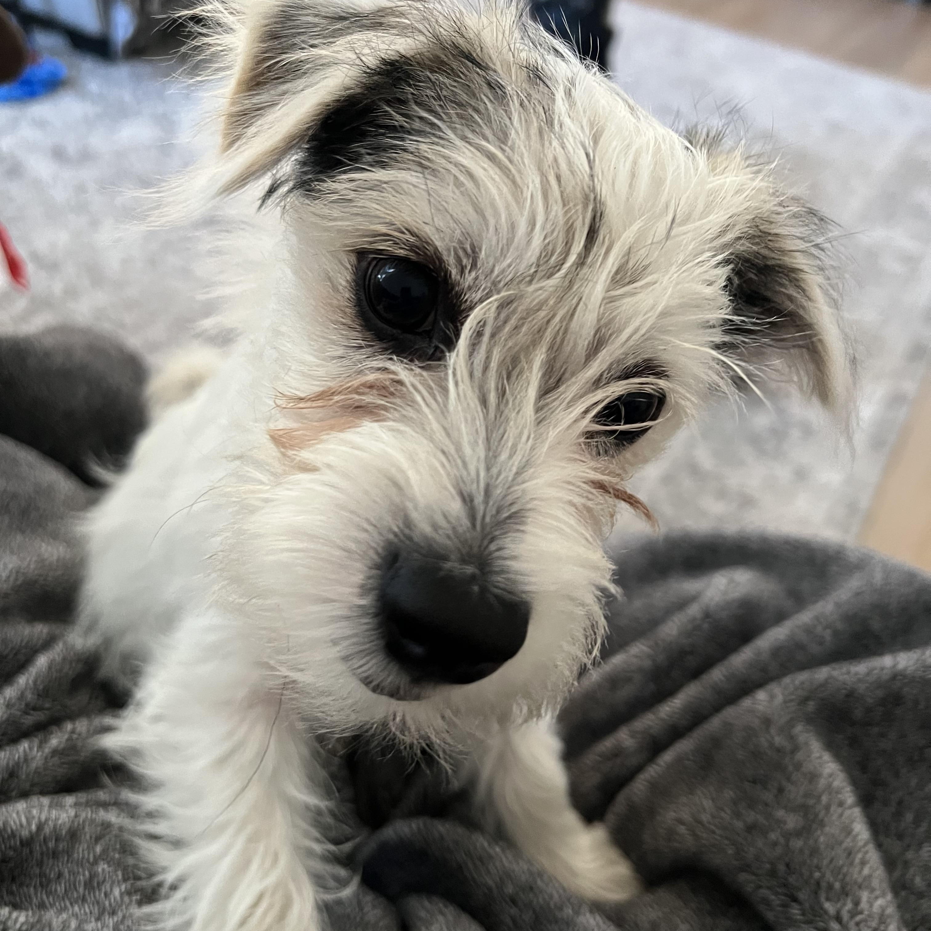 Enlarge Mario, an adopted mixed breed in Phoenix, AZ image 4/5