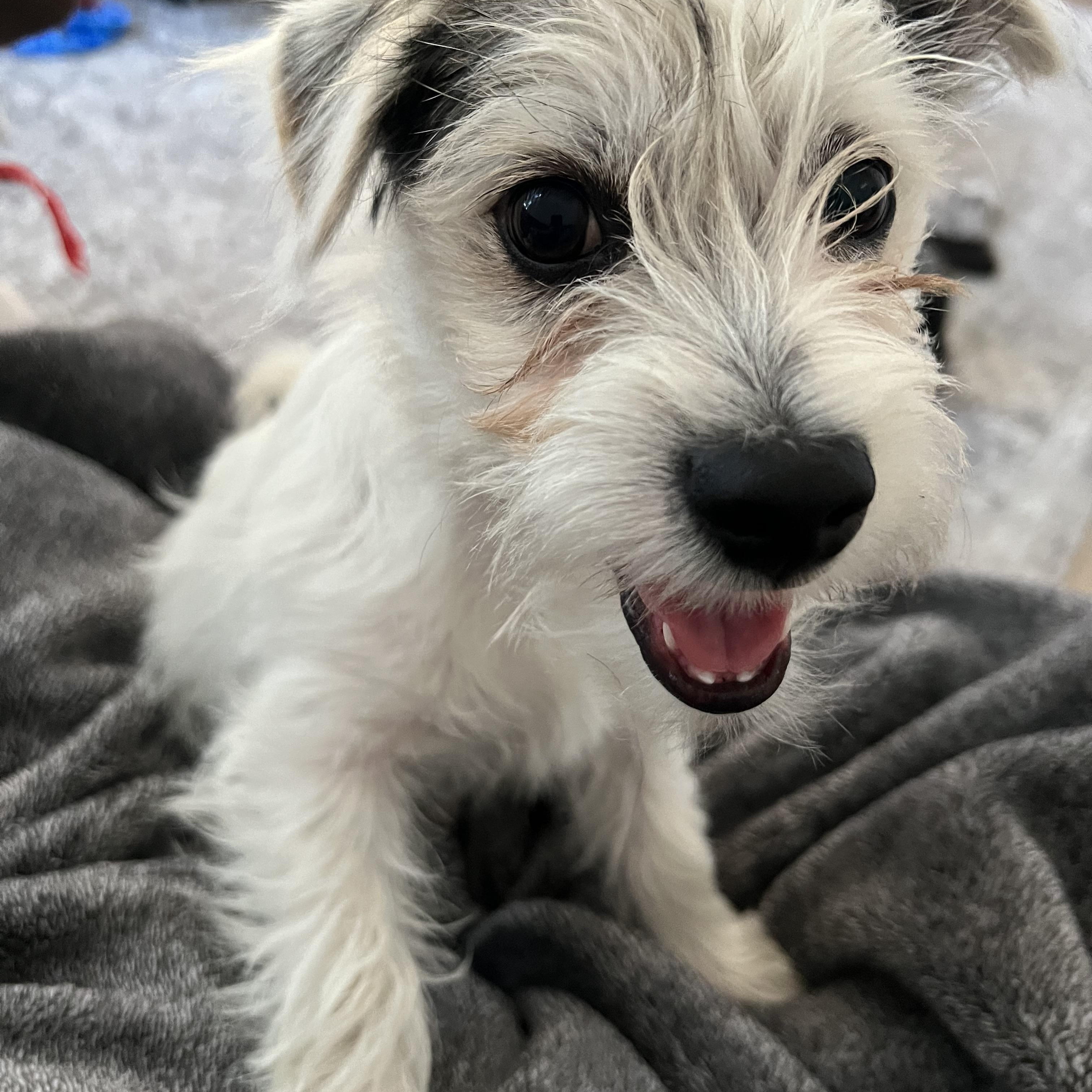 Enlarge Mario, an adopted mixed breed in Phoenix, AZ image 2/5