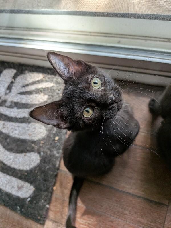 Enlarge Vala Mal Doran, a Adoptable Domestic Short Hair in Fort Collins, CO image 1/3
