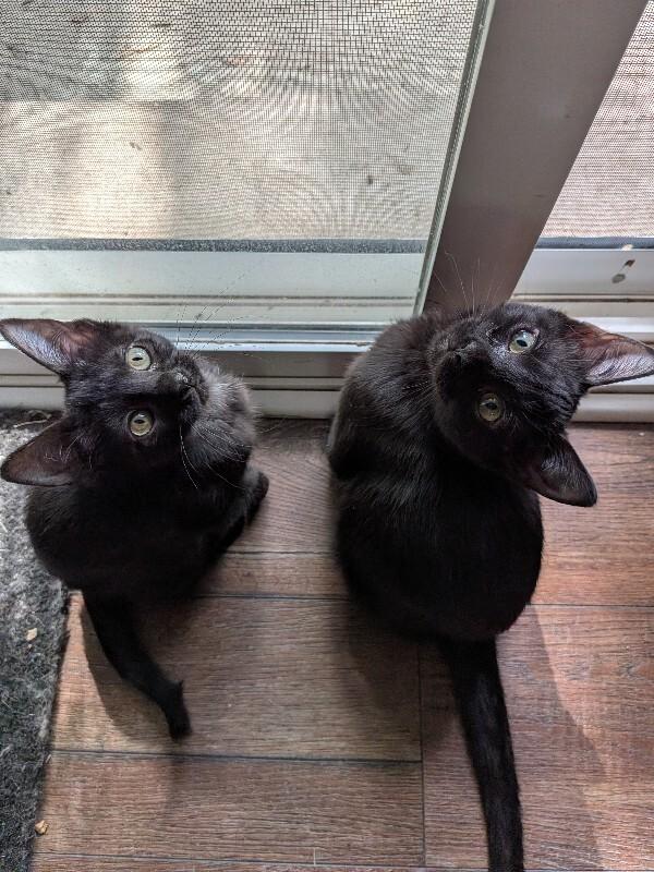 Enlarge Vala Mal Doran, a Adoptable Domestic Short Hair in Fort Collins, CO image 2/3