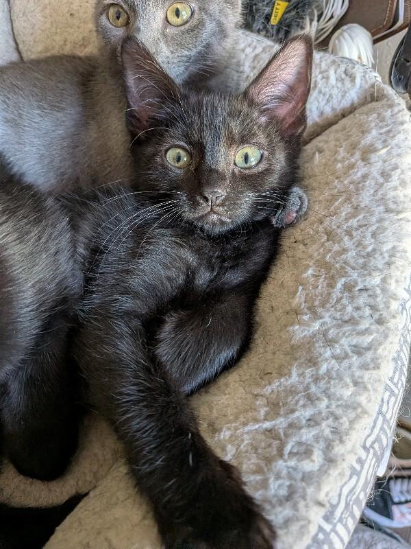 Enlarge Vala Mal Doran, a Adoptable Domestic Short Hair in Fort Collins, CO image 3/3