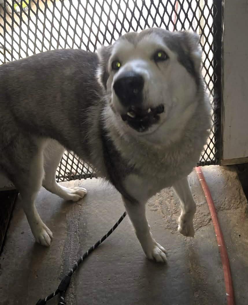 Enlarge Miya, a ADOPTABLE Husky in Windsor, MO image 2/4