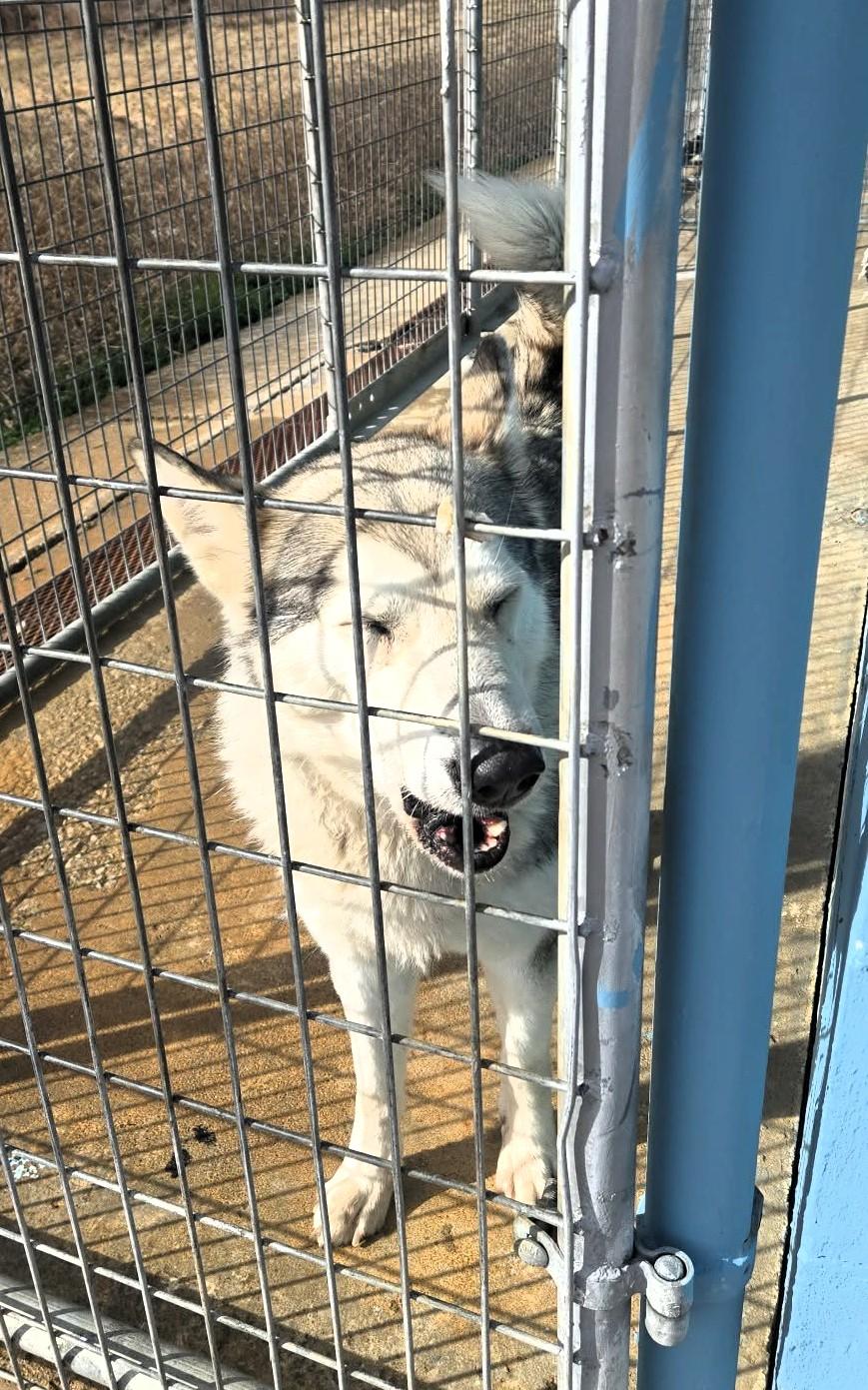 Enlarge Miya, a ADOPTABLE Husky in Windsor, MO image 4/4
