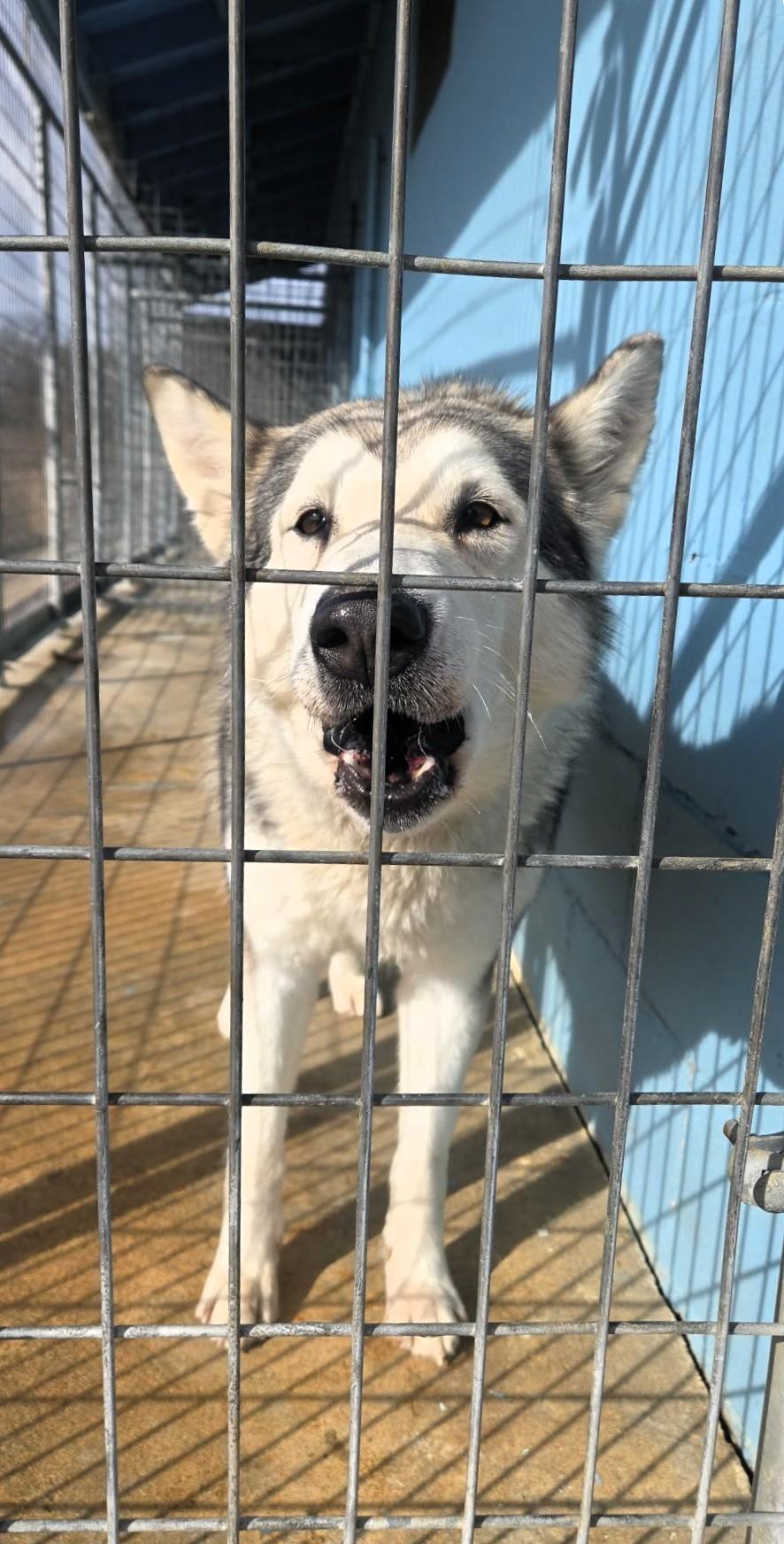 Enlarge Miya, a ADOPTABLE Husky in Windsor, MO image 3/4