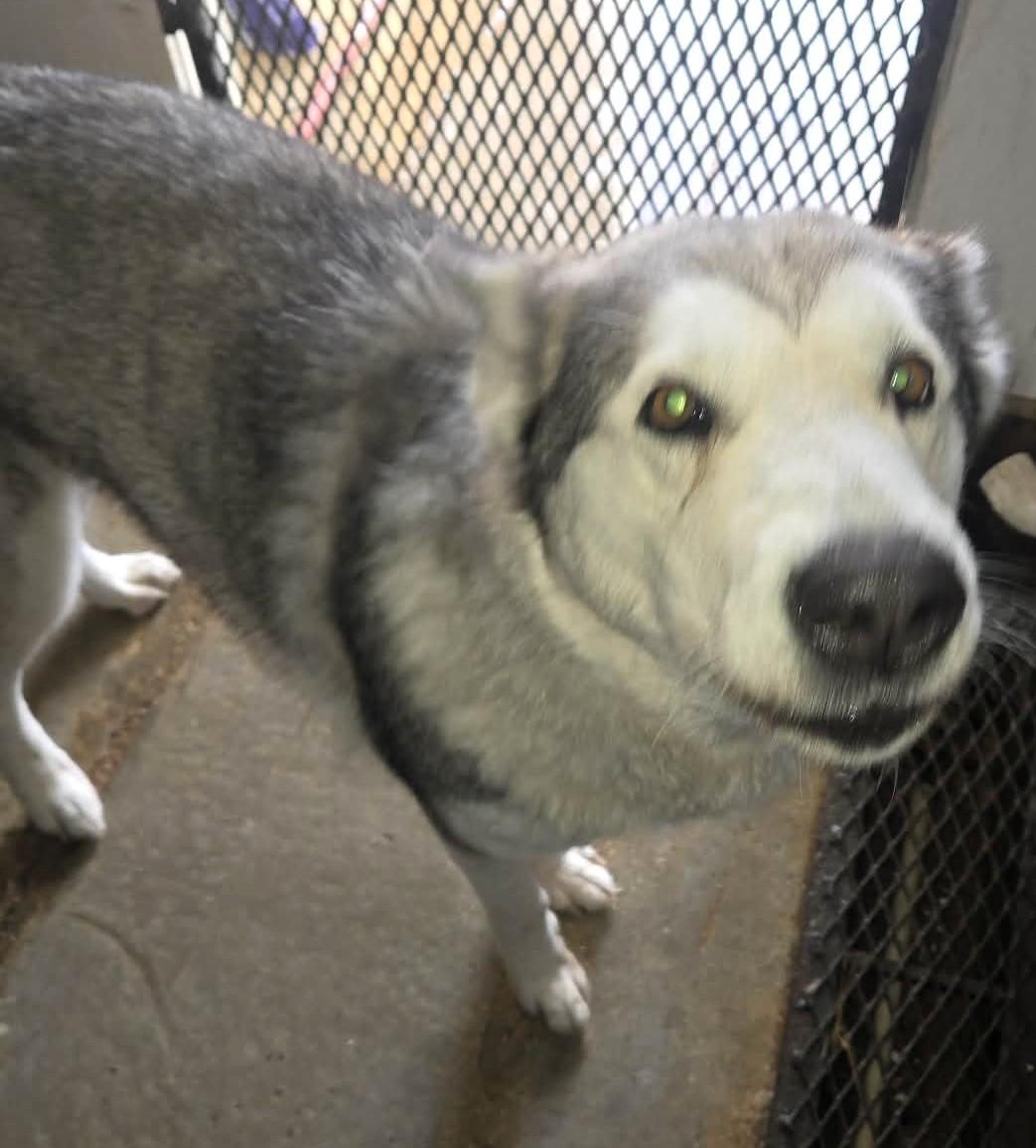 Enlarge Miya, a ADOPTABLE Husky in Windsor, MO image 1/4