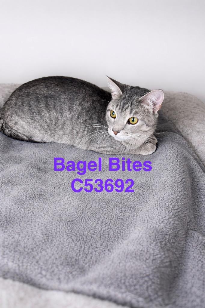 Enlarge Bagel Bites, a Adoptable mixed breed in Clarksville, TN image 1/3