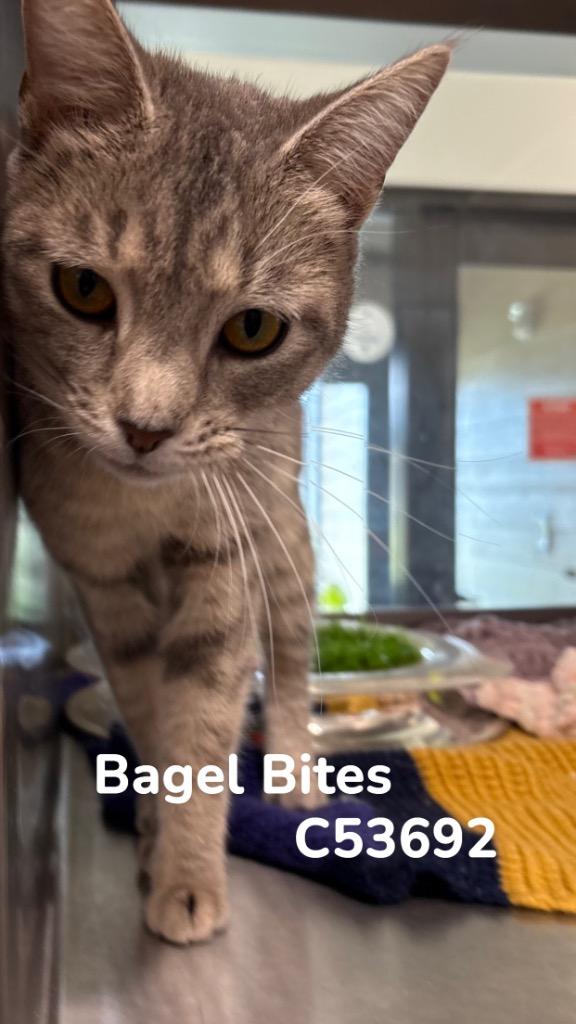 Enlarge Bagel Bites, a Adoptable mixed breed in Clarksville, TN image 2/3