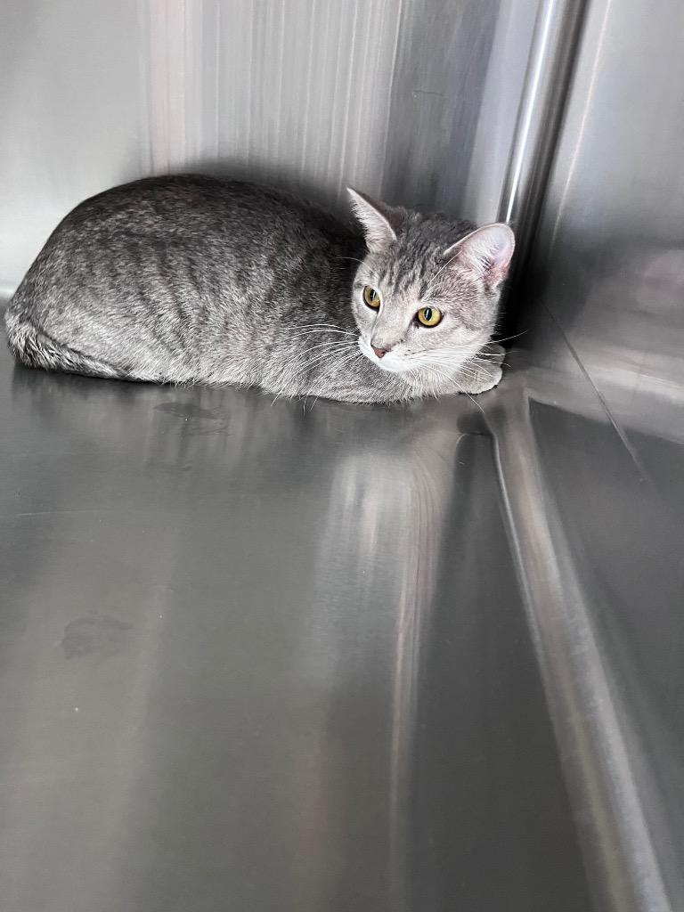 Enlarge Bagel Bites, a Adoptable mixed breed in Clarksville, TN image 3/3