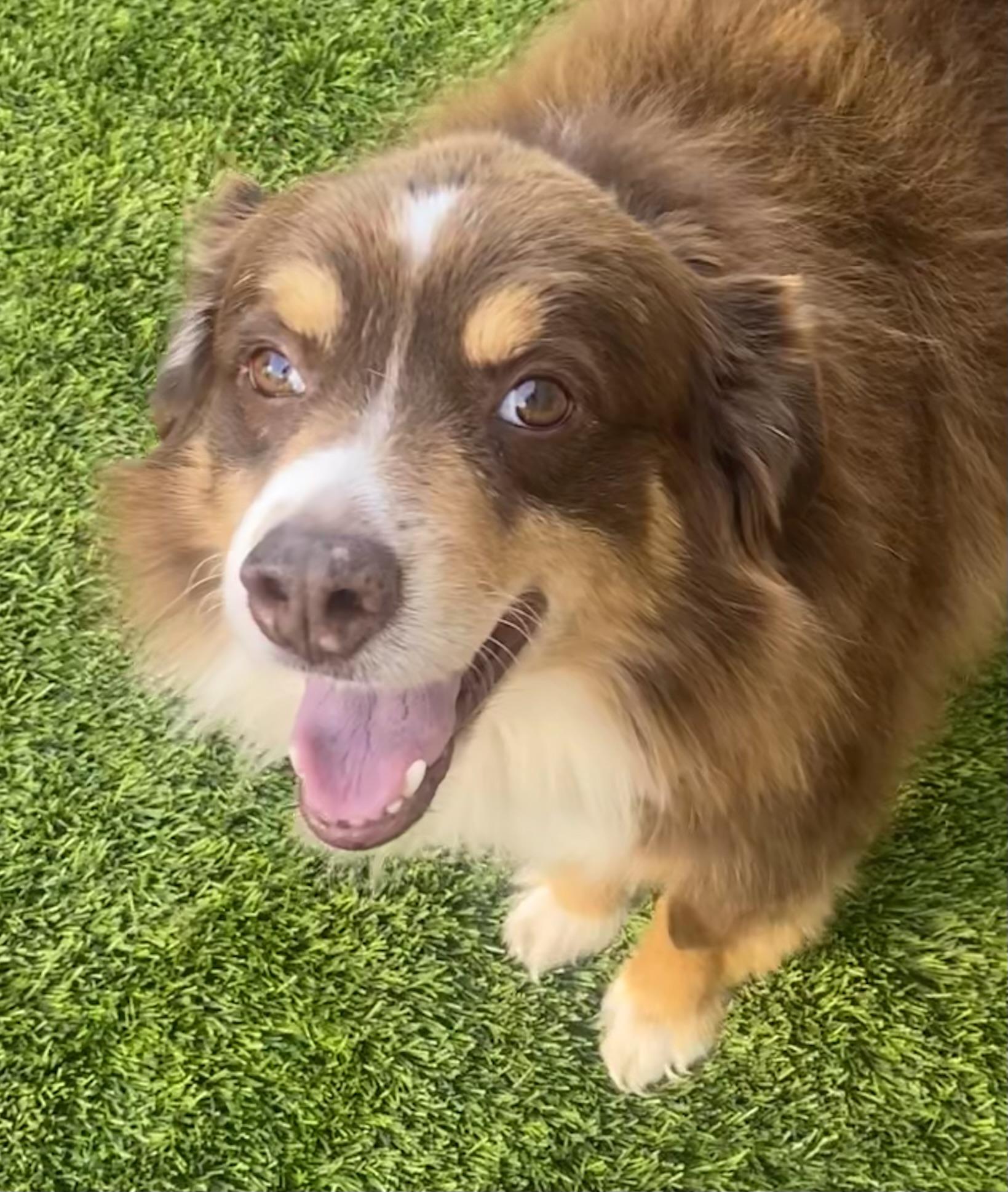 Enlarge Max, an adopted Australian Shepherd in Ramona, CA image 1/4