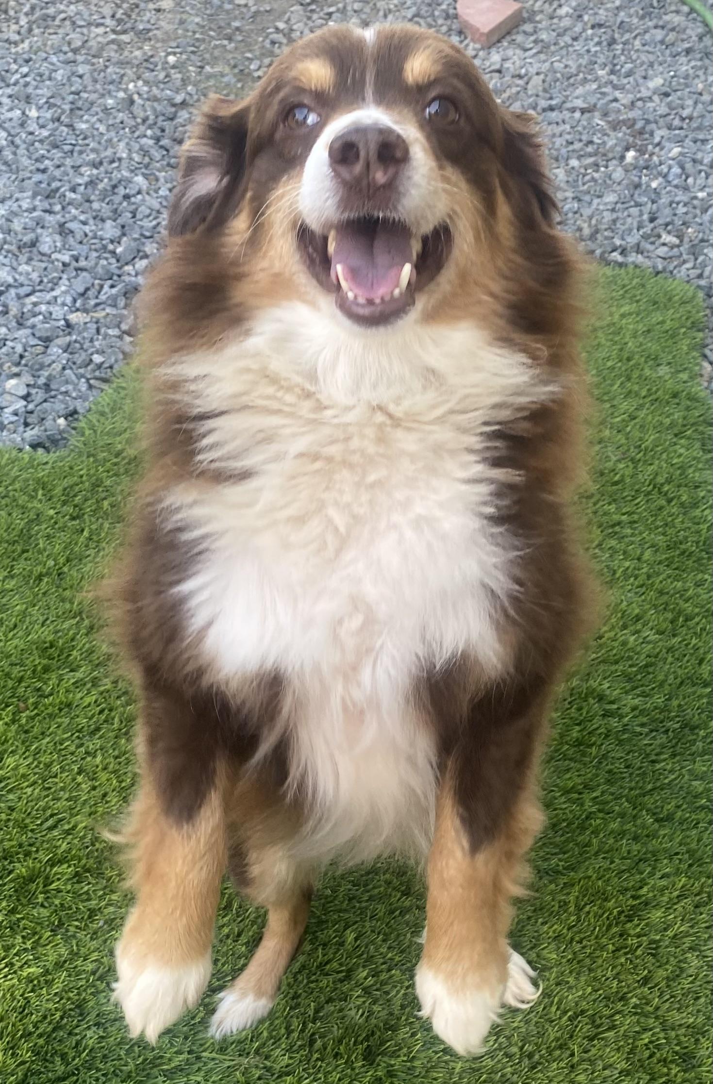 Enlarge Max, an adopted Australian Shepherd in Ramona, CA image 2/4