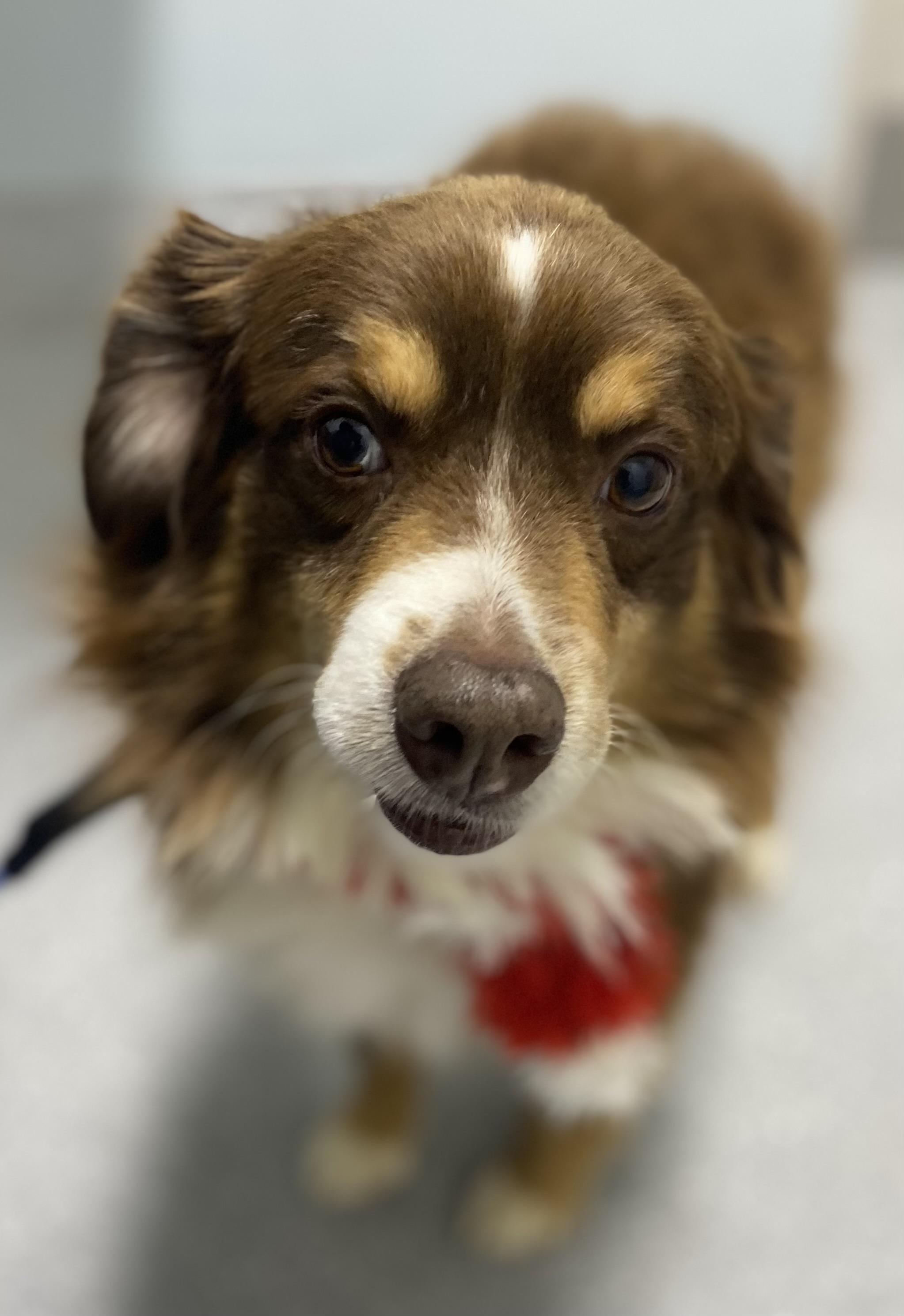 Enlarge Max, an adopted Australian Shepherd in Ramona, CA image 3/4