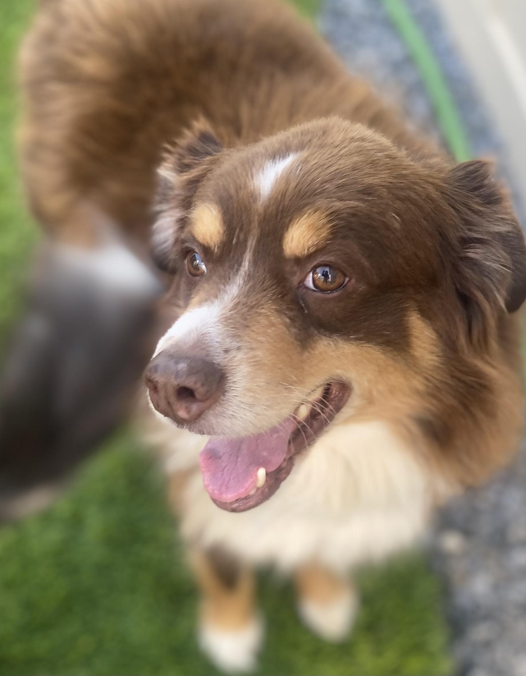 Enlarge Max, an adopted Australian Shepherd in Ramona, CA image 4/4