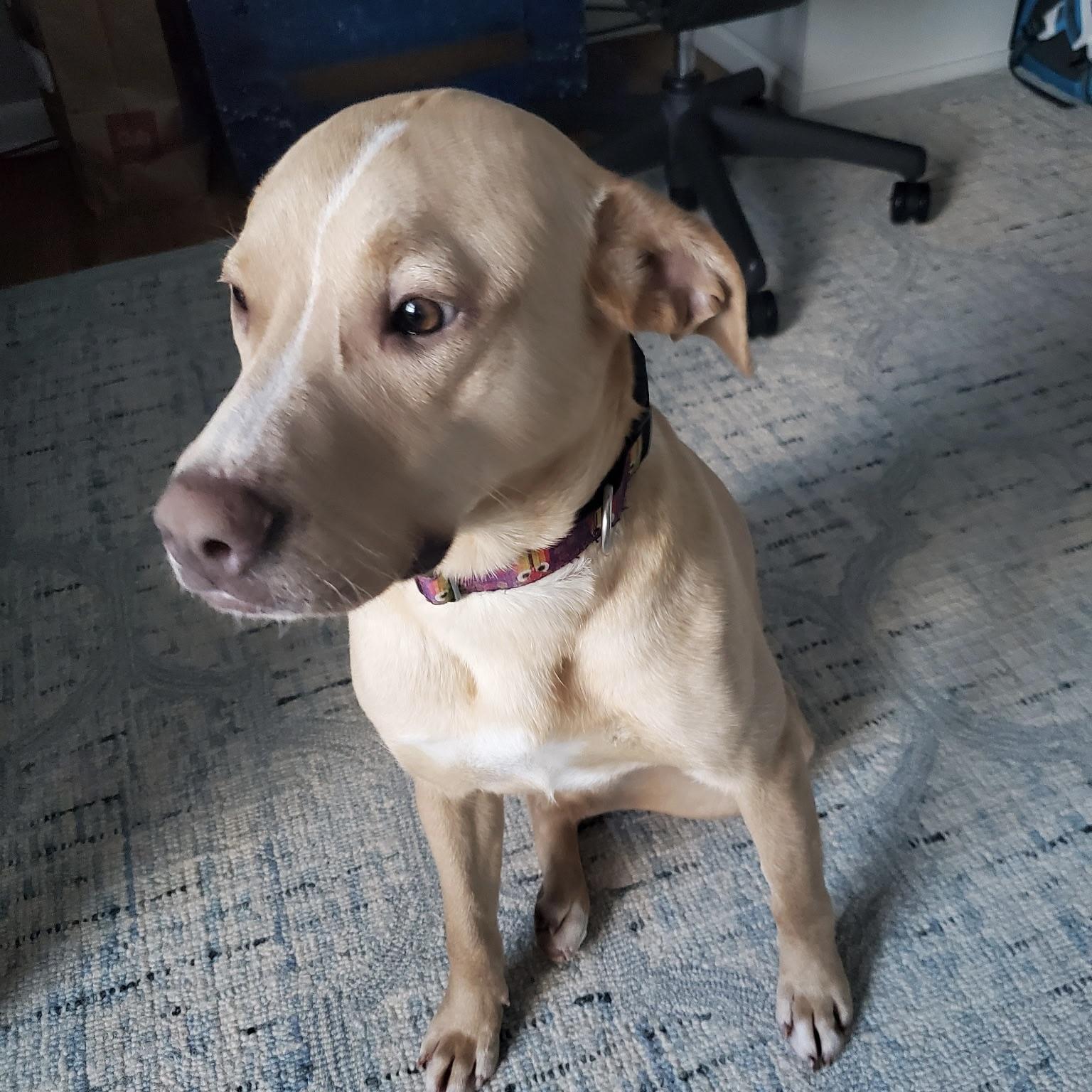 Enlarge Blondie, an adopted mixed breed in Prior Lake, MN image 6/6