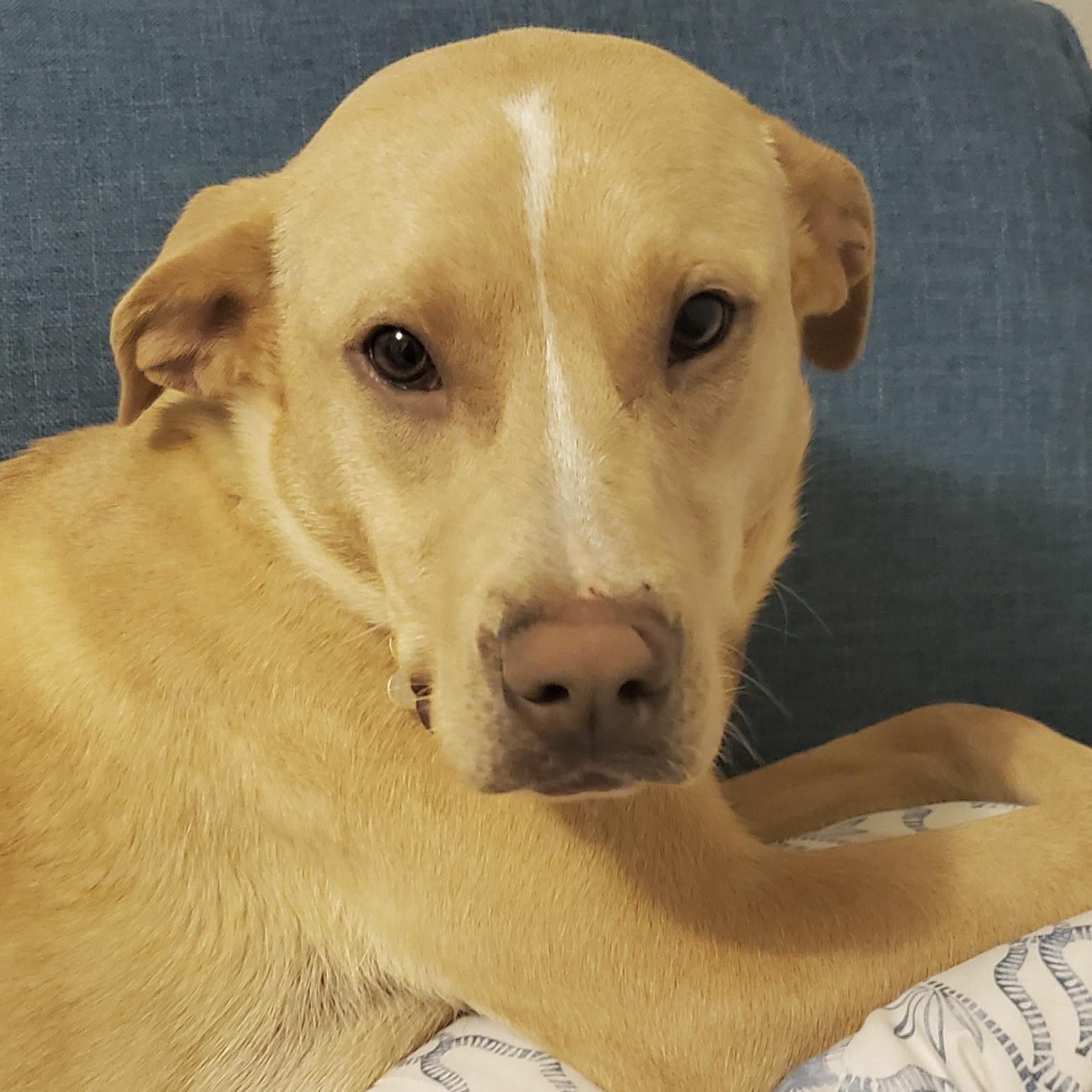 Enlarge Blondie, an adopted mixed breed in Prior Lake, MN image 5/6