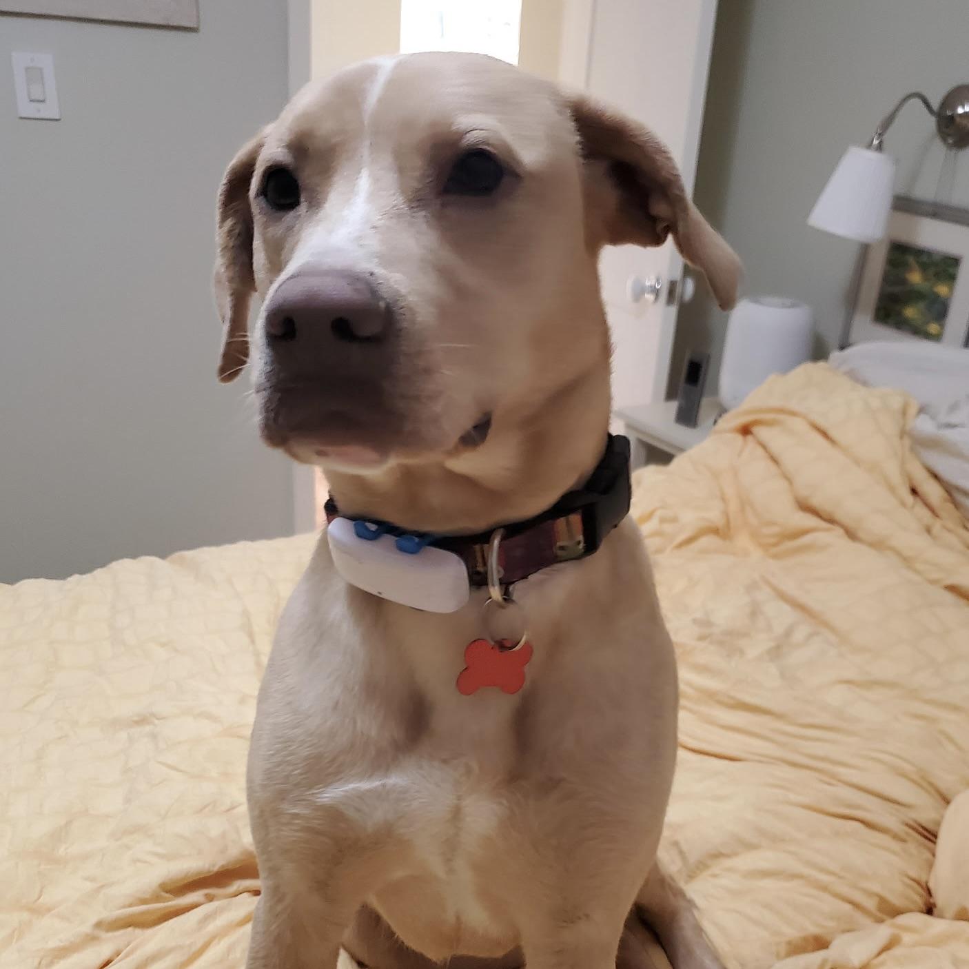 Enlarge Blondie, an adopted mixed breed in Prior Lake, MN image 4/6