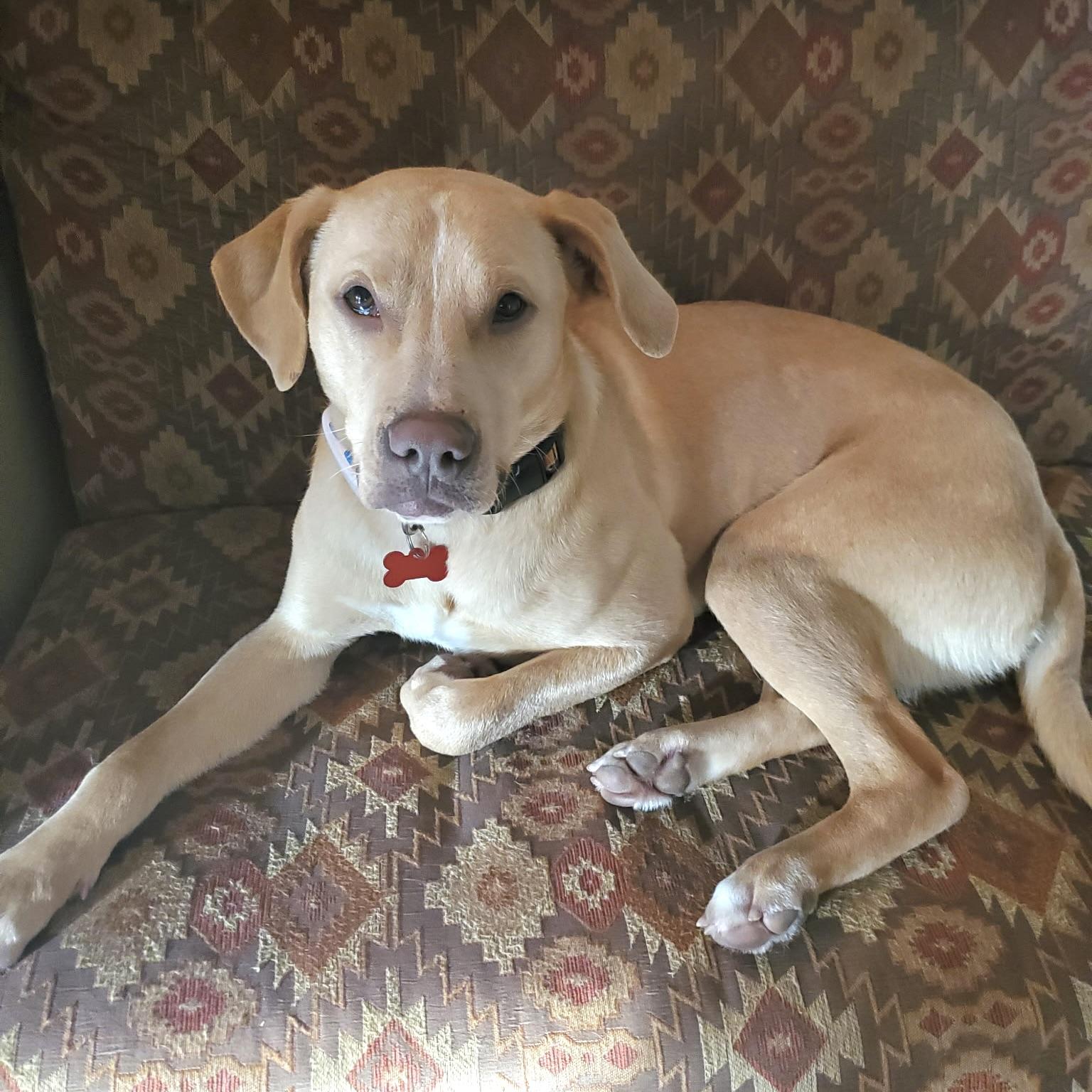 Enlarge Blondie, an adopted mixed breed in Prior Lake, MN image 1/6