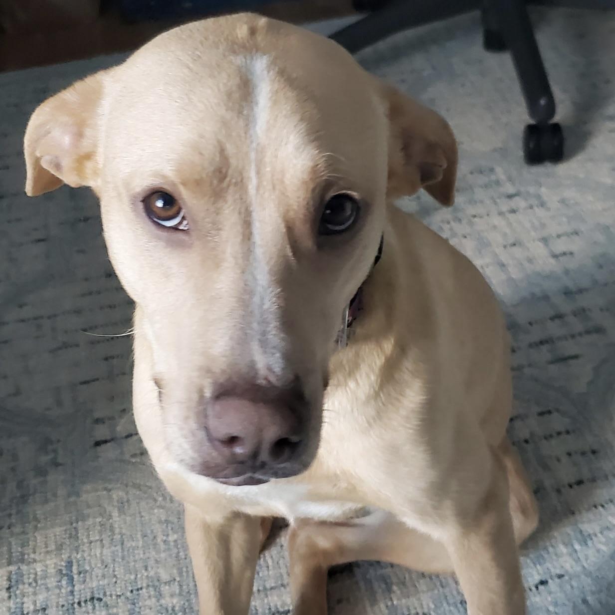 Enlarge Blondie, an adopted mixed breed in Prior Lake, MN image 2/6