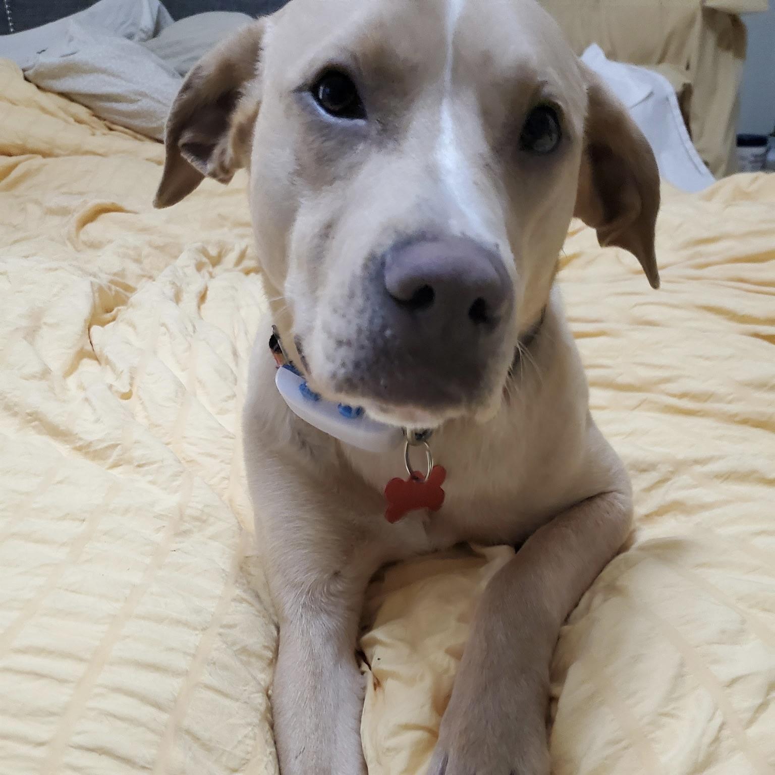 Enlarge Blondie, an adopted mixed breed in Prior Lake, MN image 3/6