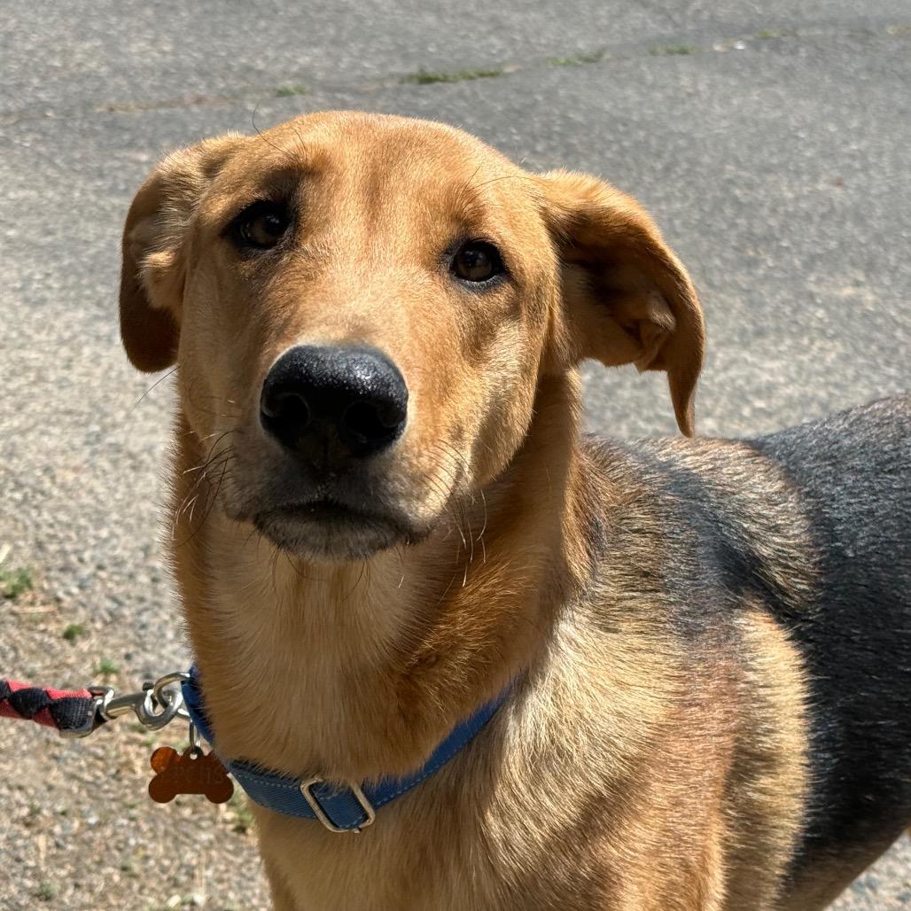 Taz, Adopted, Young Male Shepherd & Mixed Breed.
