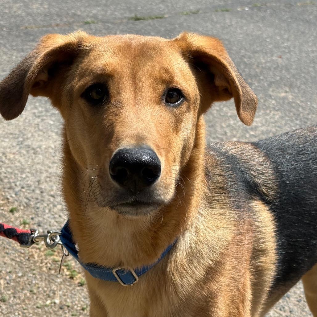 Taz, Adoptable, Young Male Shepherd & Mixed Breed.