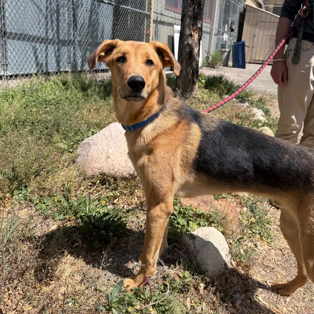 Enlarge Taz, a Adopted mixed breed in Durango, CO image 3/3
