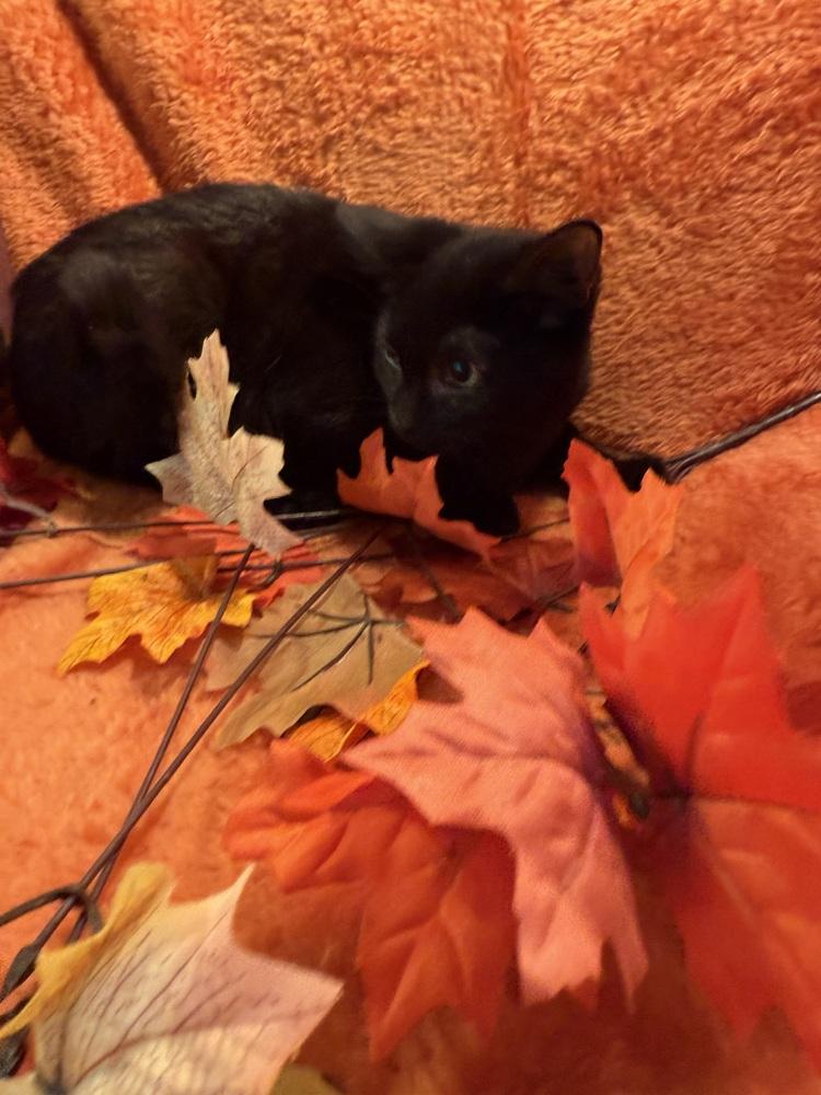 Tattoo Collector, Adoptable, Kitten Male Domestic Short Hair.