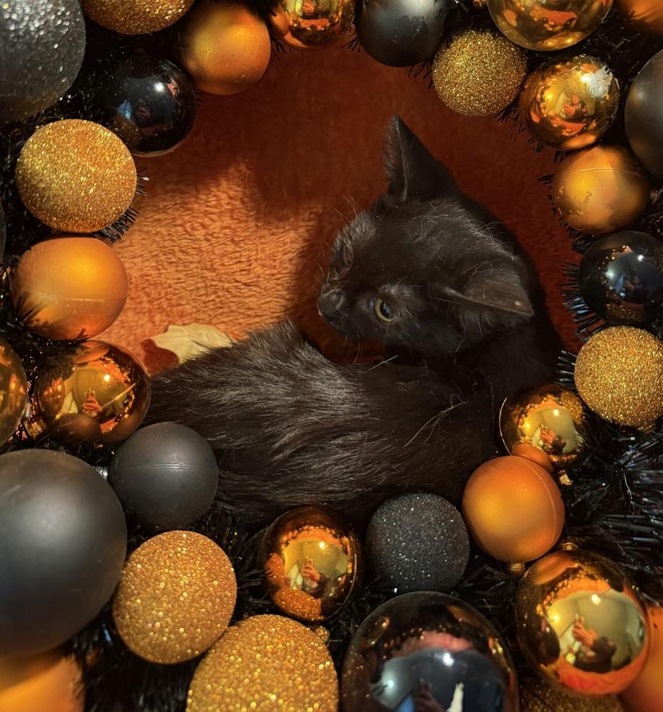 Enlarge Tattoo Collector, a Adoptable mixed breed in Wheaton, IL image 2/3