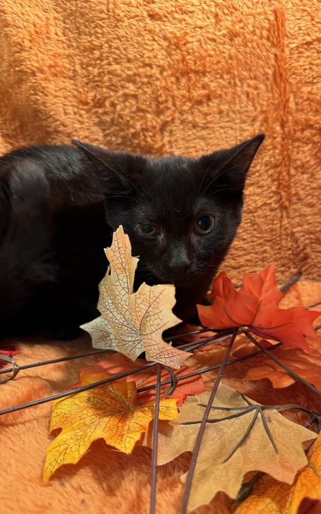 Enlarge Tattoo Collector, a Adoptable mixed breed in Wheaton, IL image 3/3