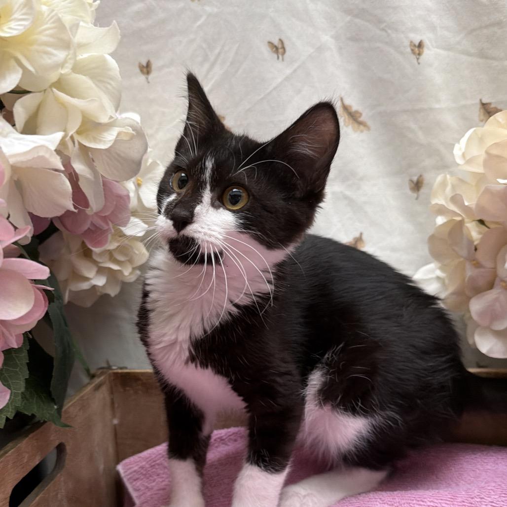 Rizzo, Adoptable, Kitten Female American Shorthair.