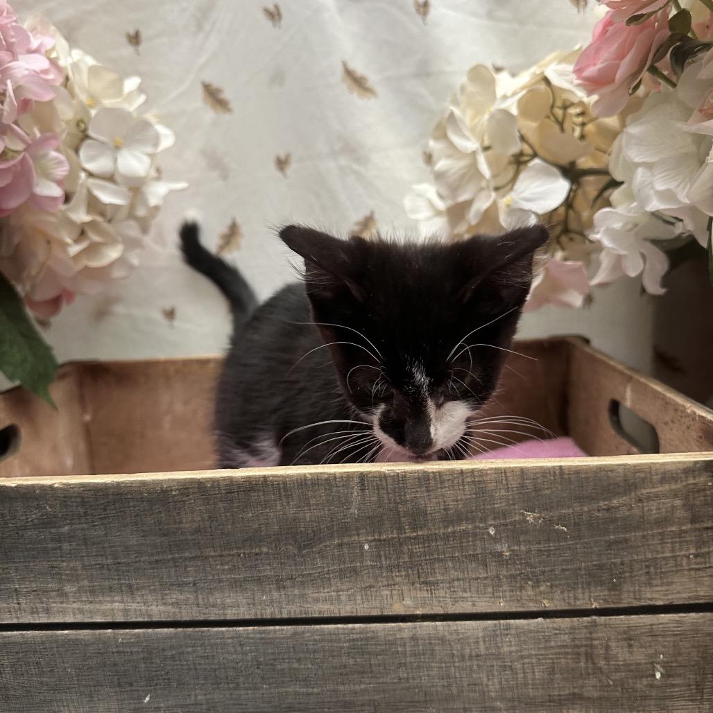 Rizzo, a Adoptable American Shorthair in Newberg, OR image 2/2