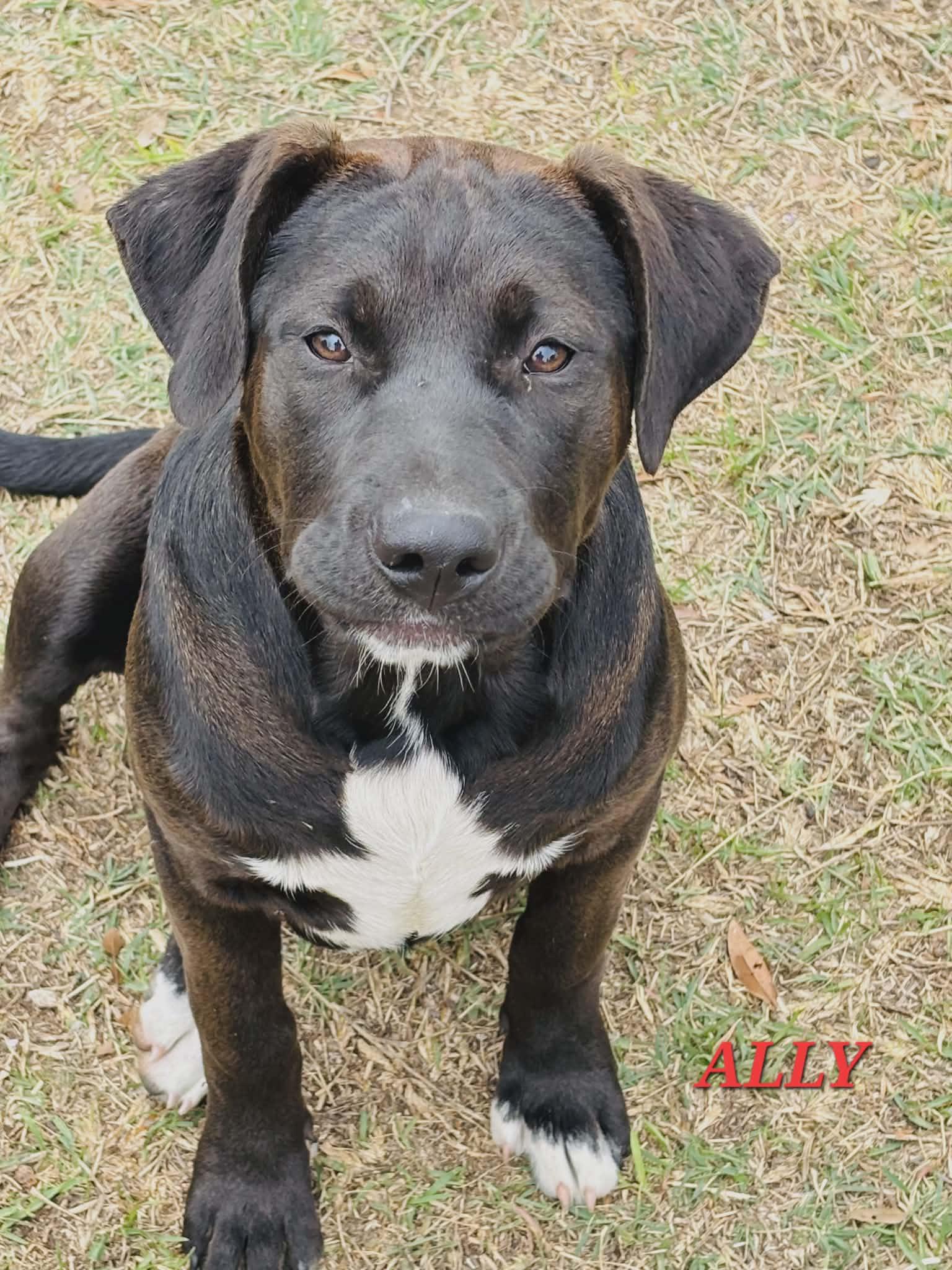 Ally, ADOPTABLE, Young Female Labrador Retriever.