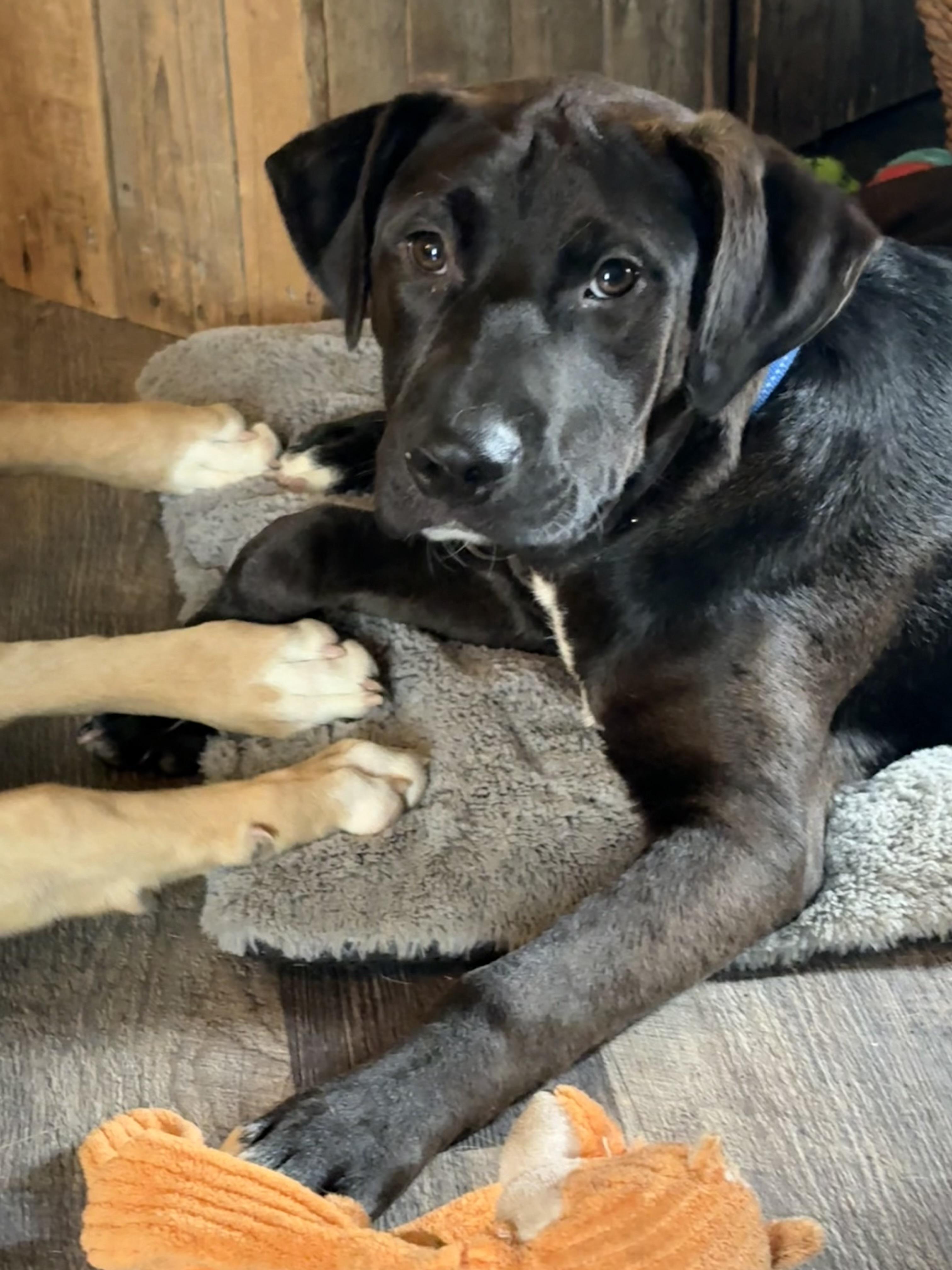 Enlarge Ally, an adopted mixed breed in Hillsdale, NY image 5/5