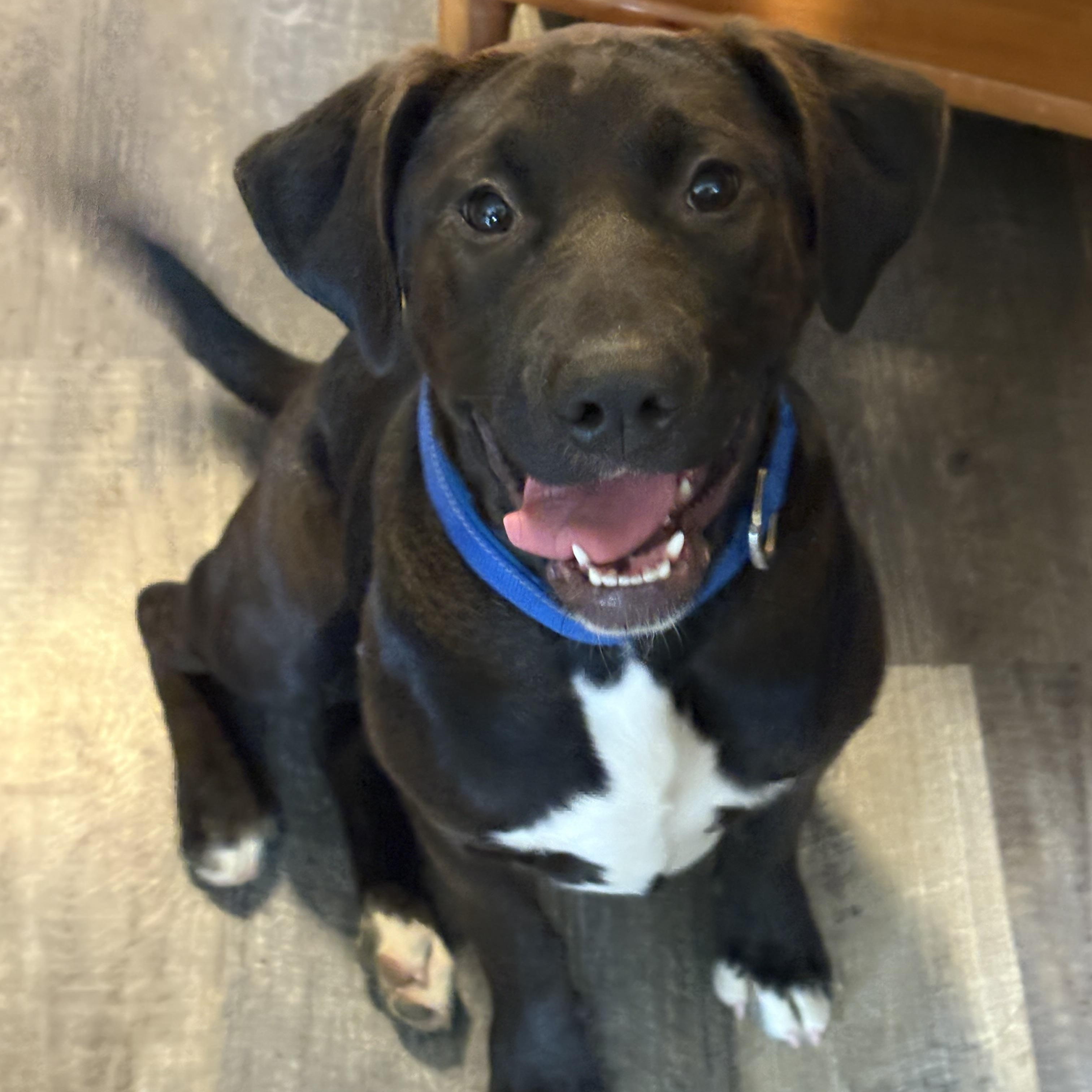 Enlarge Ally, an adopted mixed breed in Hillsdale, NY image 3/5