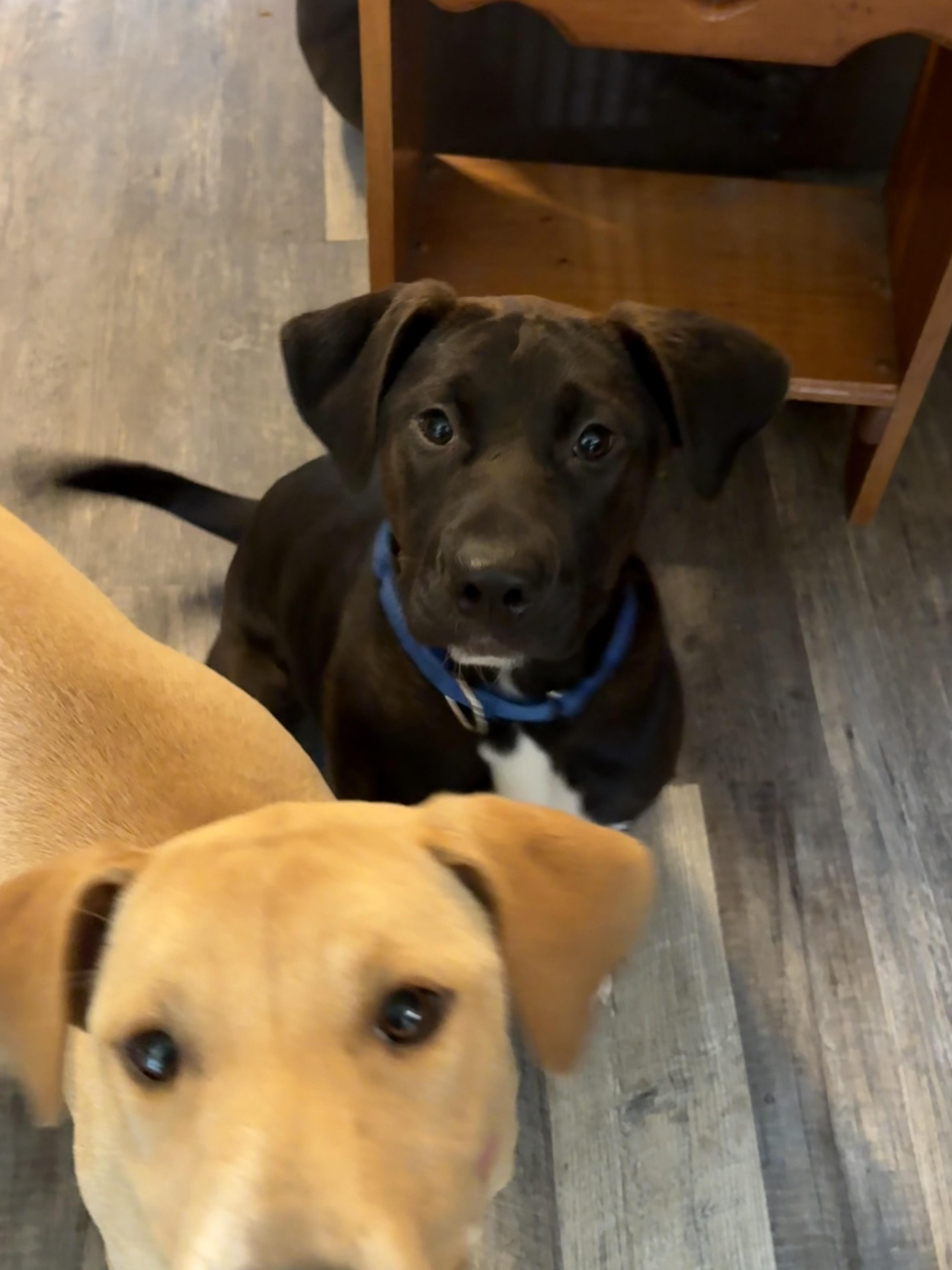 Enlarge Ally, an adopted mixed breed in Hillsdale, NY image 4/5