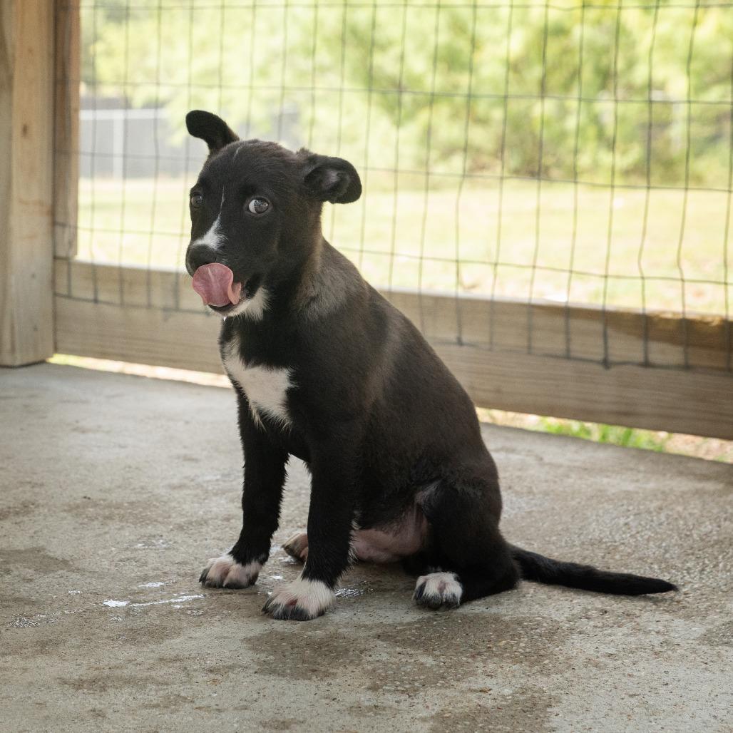 Enlarge Ernesto, a Adoptable mixed breed in Wimberley, TX image 1/6