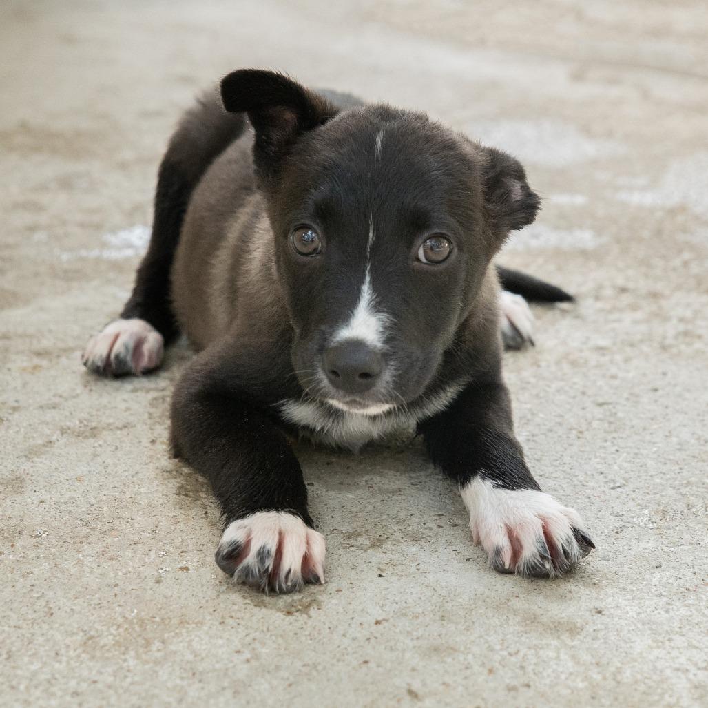 Enlarge Ernesto, a Adoptable mixed breed in Wimberley, TX image 2/6