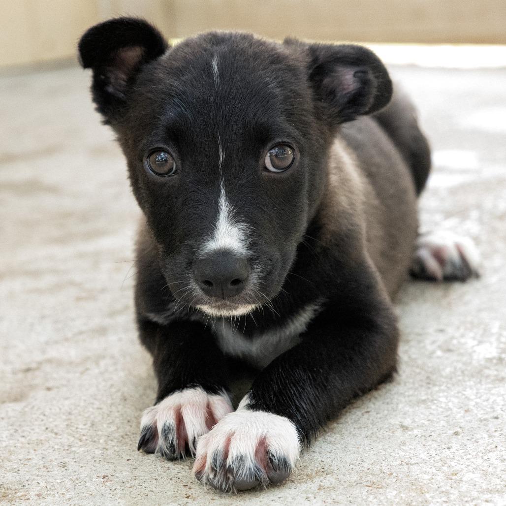 Enlarge Ernesto, a Adoptable mixed breed in Wimberley, TX image 3/6