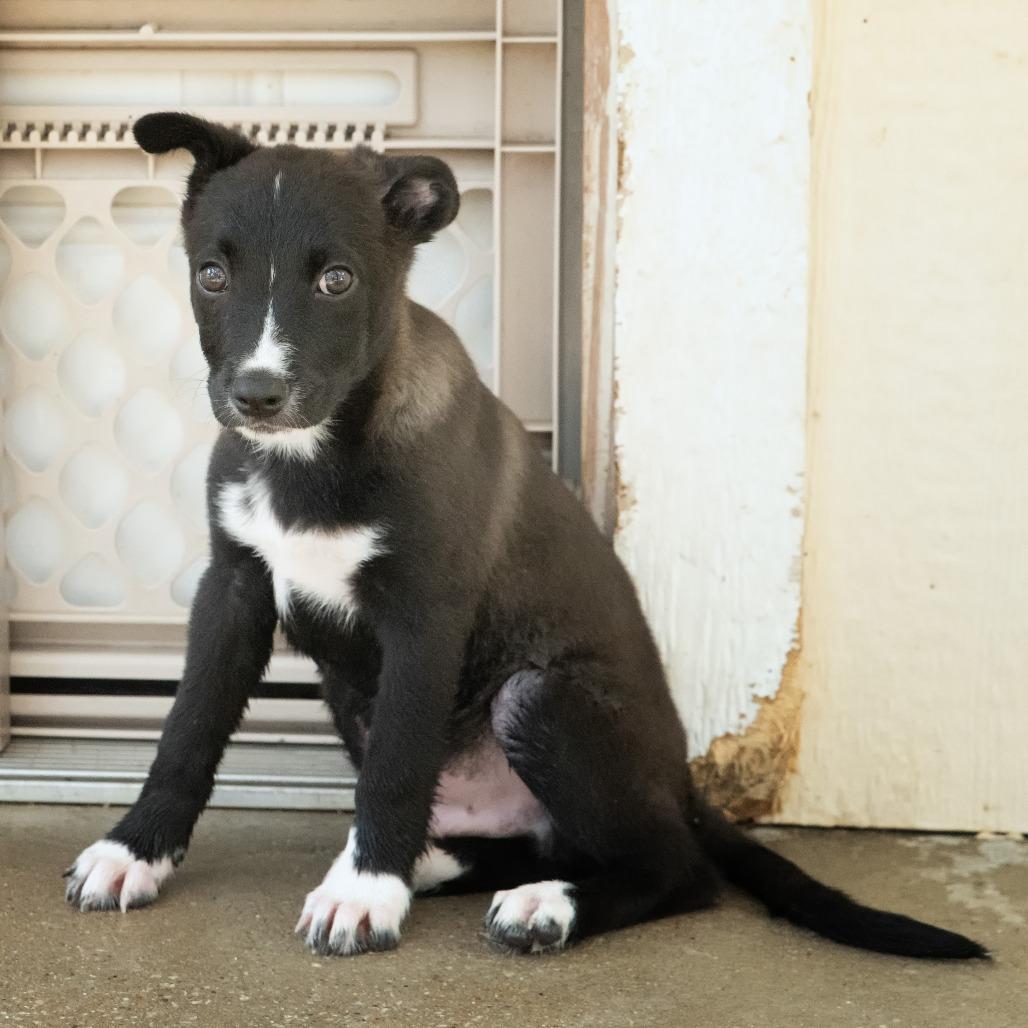 Enlarge Ernesto, a Adoptable mixed breed in Wimberley, TX image 4/6