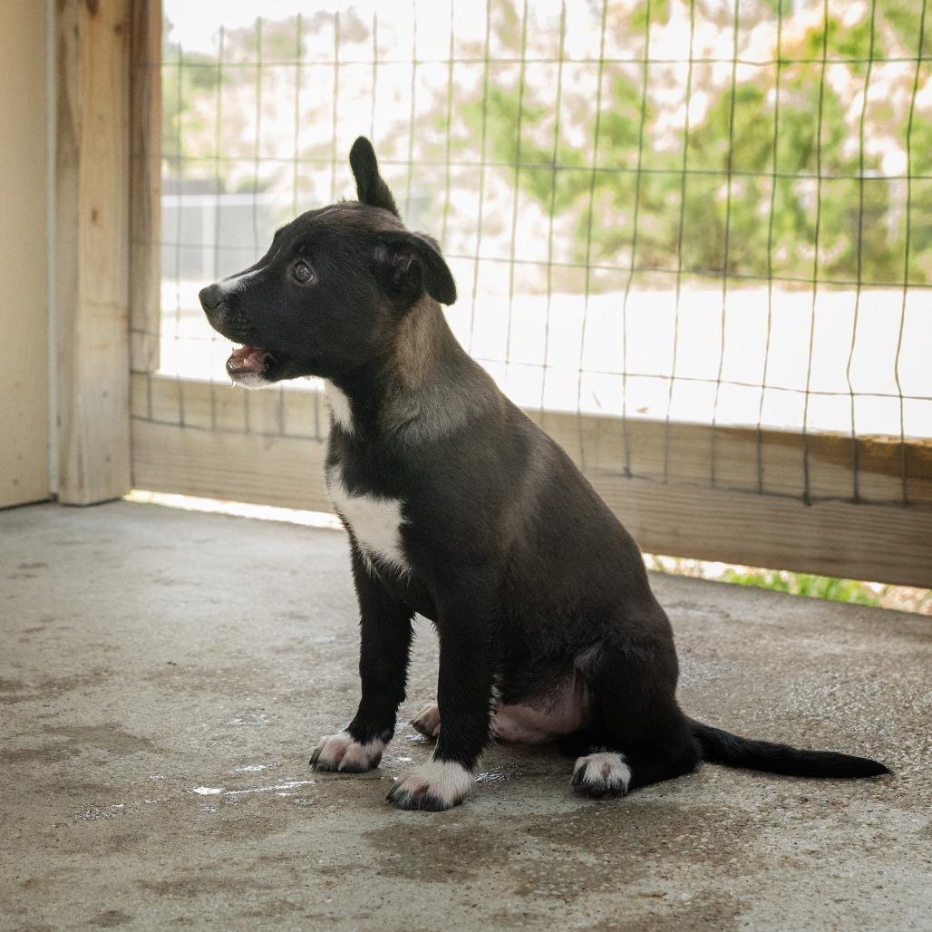 Enlarge Ernesto, a Adoptable mixed breed in Wimberley, TX image 5/6